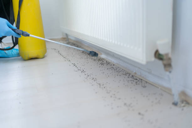 Best Local Pest Control Services  in Lake Mohegan, NY